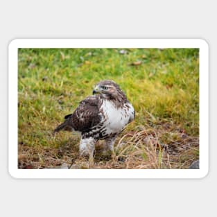 Watchful Red Tailed Hawk Sticker